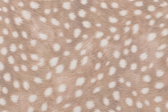 Fawn deer fur pattern creating natural animal background