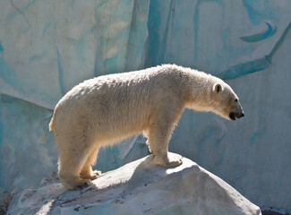 Large polar bear standing on a rock against a textured icy blue background with arctic animal ©  SobuzForge