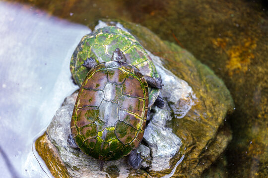 Freshwater Turtles Resting on Rocks at Nago Zoo