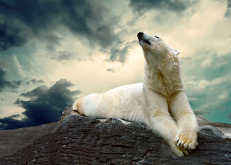 Majestic polar bear resting on arctic rock under dramatic dark cloudy sky with wild animal white bear looking ©  SobuzForge