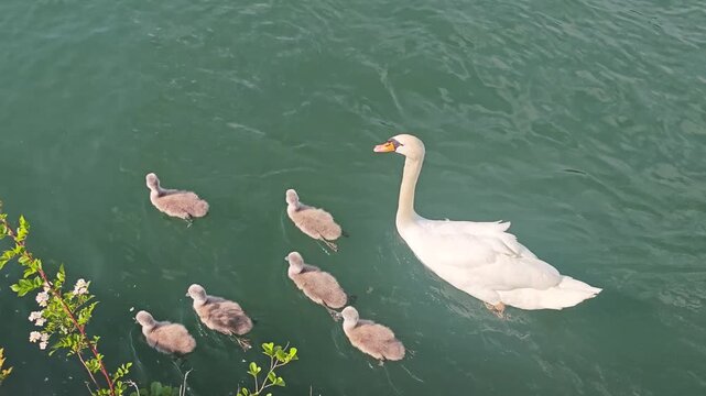 Two adult mute swans swimming with six fluffy cygnets on the Drava River in Maribor, Slovenia.