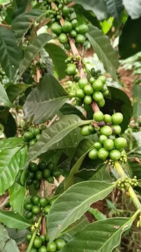 Phase one complete: From white coffee flower petals to green coffee berries, displaying the green berries era of coffee cultivation.