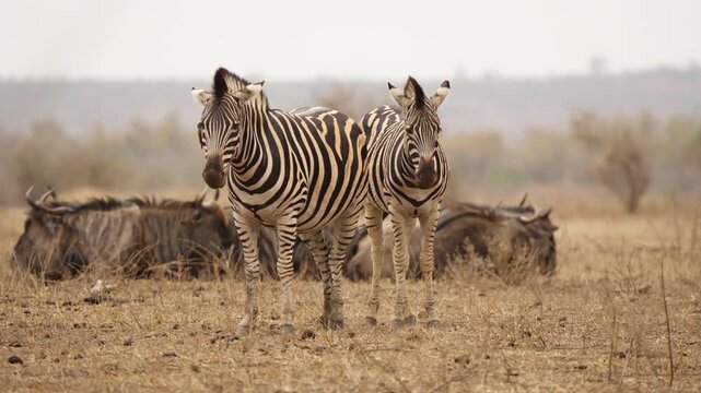 Zebras in Kruger National Park stand on dry savanna as the left animal shakes its head in slow motion while a small bird lifts off behind them, adding natural action.