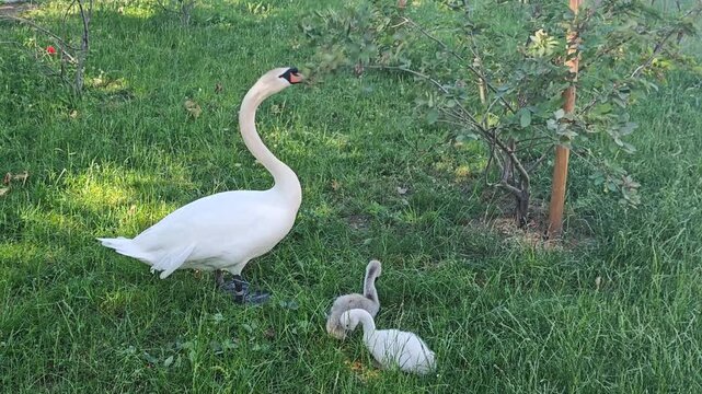A mute swan with two cygnets stands on green grass beneath a fruit tree. The mother swan tears leaves from low branches and places them beside herself while the young cygnets stay nearby.