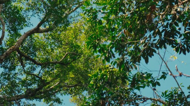 Two squirrel monkeys navigate through bare tree branches in a dense tropical forest in Ecuador
