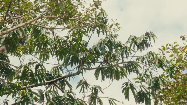 A squirrel monkey navigates through bare tree branches in a dense tropical forest in Ecuador