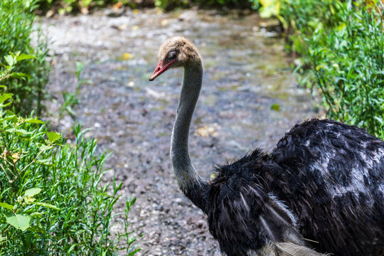 Close Portrait of an Ostrich at Nago Zoo