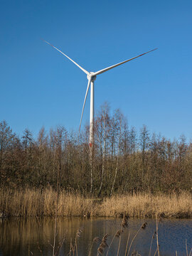 Wind turbine producing renewable energy abovea pool with reed and young trees in Ter Durmenpark in Evergem, near Ghent, Flanders, Belgium. The landscape with reeds, water and pioneer trees illus