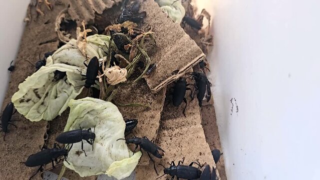 Superworm beetles inside enclosure that is being clean. no person.