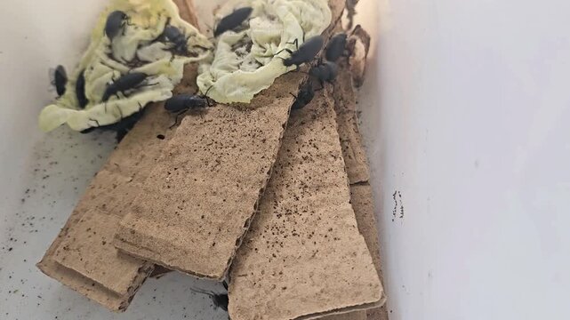 Superworm beetle inside enclosure that is being clean.
