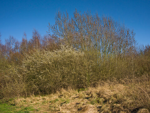Early spring vegetation with blackthorn (Prunus spinosa), silver birch (Betula pendula) and bramble (Rubus fruticosus) growing in a young woodland and shrub habitat in Ter Durmenpark, Evergem, near Gh