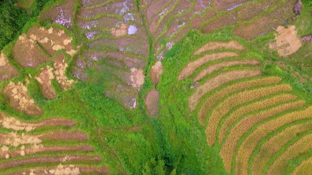 Rich terraces layered contours after harvest season in birdsey landscape hugging the sculptured mountains-scape, aerial fly over stream and gungle, in Sapa, Northern Vietnam.