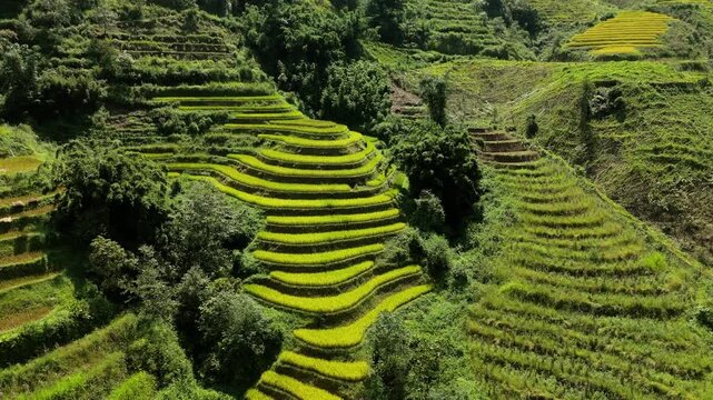 Ripened yellow green striped rice terraces nestled within the hillside jungles, contouring the mountains Ban Khoang district, Lao Cai. Drone orbit, rotate.