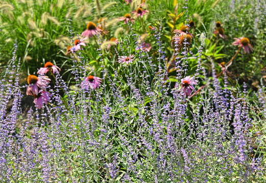 Flowerbed with Purple coneflower (Echinacea purpurea) and lavender