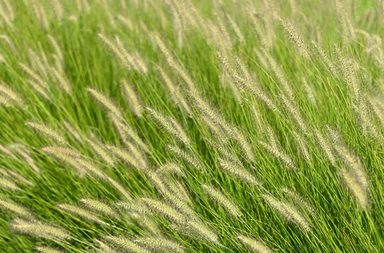 Chinese fountain grass (Pennisetum alopecuroides) plant