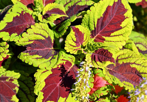 Blooming Coleus (Plectranthus scutellarioides) Kong Rose