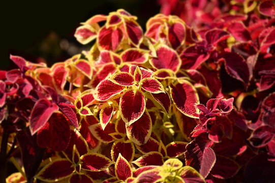 Coleus (Plectranthus scutellarioides) Solenostemon plant