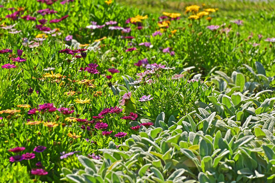 Flowerbed with Stachys and African daisies (Osteospermum)