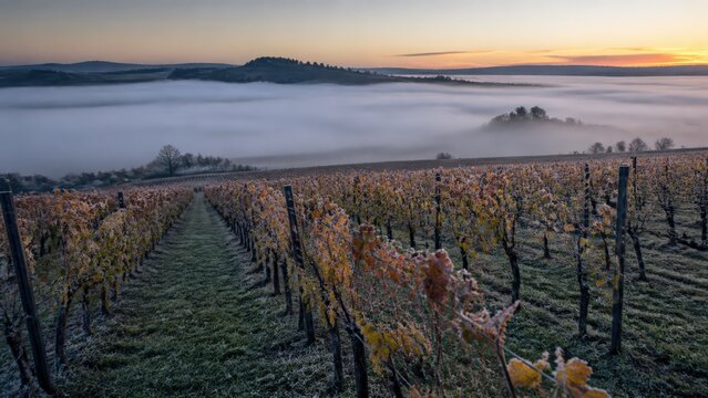 Autumn fog inversion between vineyard rows with copy space