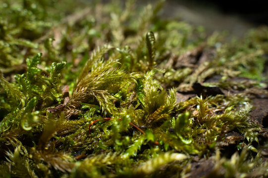 Macro view of green moss on wood surface