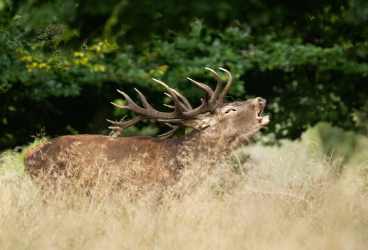 Deer male buck ( Cervus elaphus ) during rut