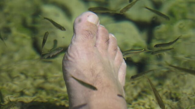 Clear water in Ohrid Albania lin small fish around legs