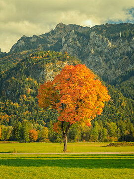 Schwangau, Germany - 06.10.2022: Vibrant orange and yellow autumn tree in a lush green meadow with rugged alpine mountains in background