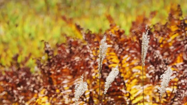 秋の湿原を彩るヤマドリゼンマイの紅葉を背景に揺れるススキ。湿原から立ち昇る湿気でゆらゆら揺らぐ空気の様子。自然風景素材。志賀高原、田ノ原湿原の遊歩道からの美しい風景。