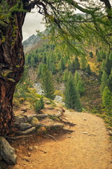 Fototapeta premium Livigno, Italy - 23.09.2024: Dirt hiking path framed by a gnarled tree trunk overlooking a lush coniferous forest in the Alta Valtellina Alps