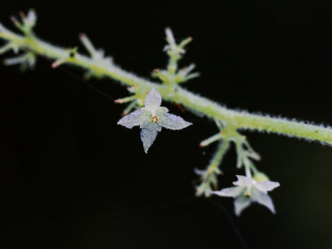Gynostemma pentaphyllum (Jiaogulan): Unraveling the Health Secrets of the Immortality Herb