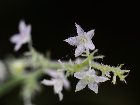Gynostemma pentaphyllum (Jiaogulan): Unraveling the Health Secrets of the Immortality Herb