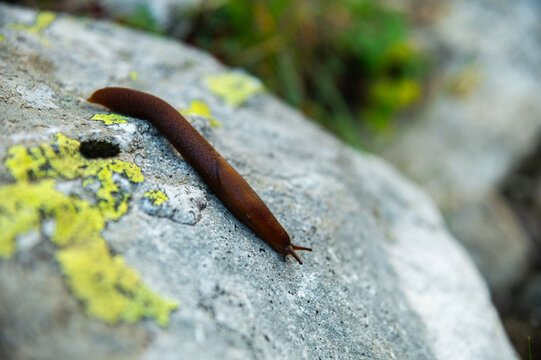 Brown slug crawling on a grey lichen-covered rock