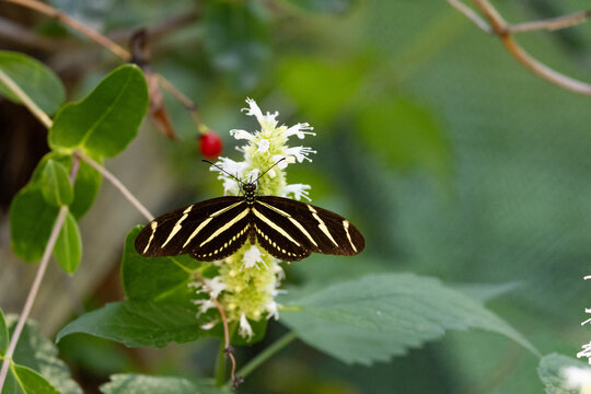 Zebra Longwing Butterfly Feeding on White Tropical Flowers