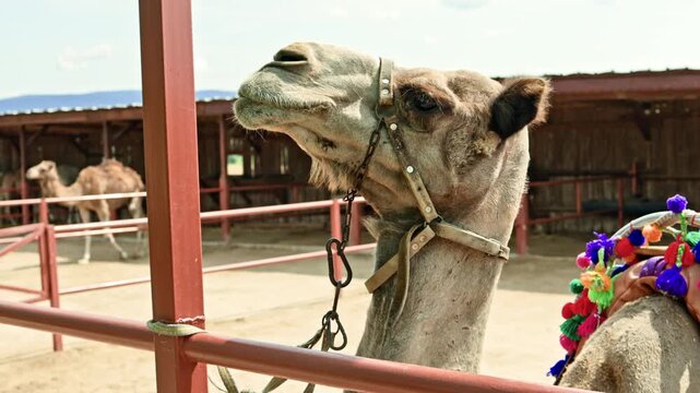 A camel is inside a stable near a desert region. It is looking up while tied to a wooden post. Other camels are seen in the background under a shelter. The sun is shining.