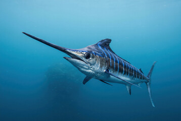 Obraz premium Pelagic striped marlin billfish swimming underwater, marine ocean predator wildlife in deep sea.