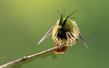 Fototapeta premium männliche Schwarzschopfelfe (Lophornis helenae)