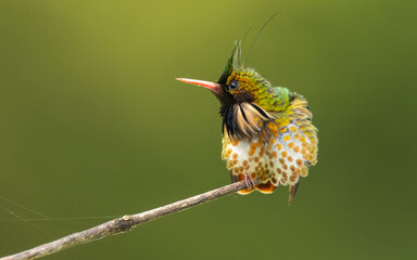 Fototapeta premium männliche Schwarzschopfelfe (Lophornis helenae)