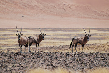 Gemsbok Oryx Antelope Herd standing in Namib Desert Gravel Plains © Janica
