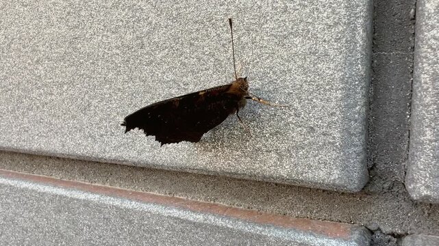 Peacock butterfly opens colorful wings with large eyespots while resting on gray stone wall