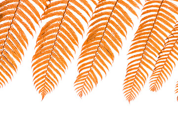 Orange autumn fern leaves hanging border isolated on transparent background © EkoPriyatno
