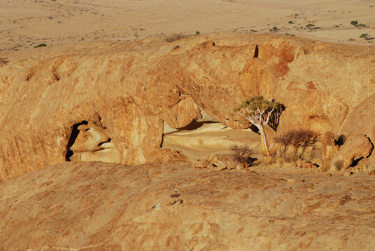 Natural Rock Arch and Quiver Tree in Desert Landscape