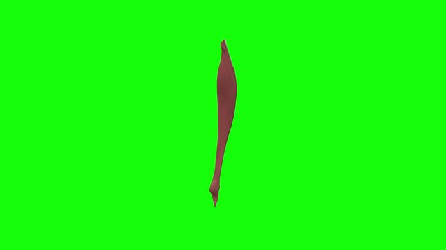 Right Rectus Femoris Rotation Green Screen CC BY