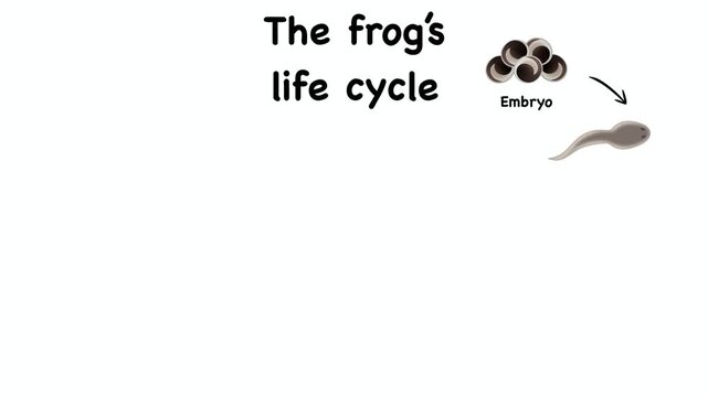 Animation of Biology diagram explaining the frog life cycle from eggs to adult stage. Educational science illustration demonstrates amphibian metamorphosis development process for school study class
