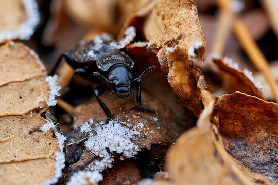 Black beetle walking on frosty autumn leaves