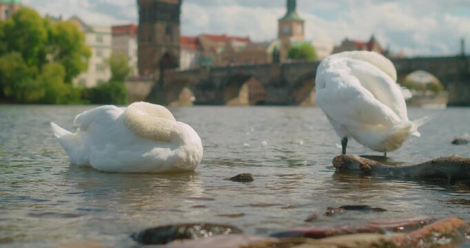 Resting swans near Charles Bridge highlights peaceful wildlife moments in Prague travel