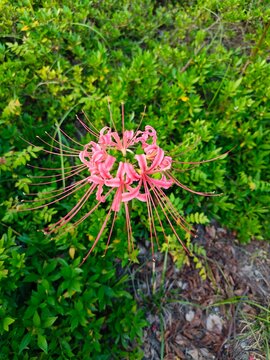  &zwnj;Lycoris radiata&zwnj;，Red Spider Lily&zwnj;；Hurricane Lily；Magic Lily