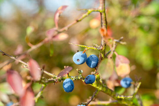 Wild blue sloe berries on a branch The Concept of autumn foraging and harvest