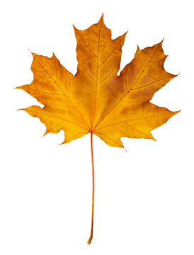 Single bright yellow autumn maple leaf with thin stem showing detailed vein structure
