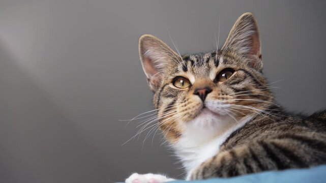 Close up portrait of a beautiful domestic tabby cat looking directly into camera. Cute funny kitten with big amber eyes, long whiskers and furry muzzle posing on a blue blanket at home, lovely cat. 