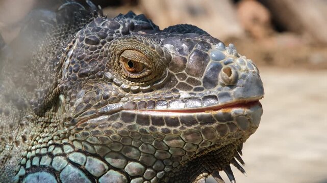 Close-up of a green iguana's head with detailed scales and bright eye looking alertly around its surroundings. Reptile and nature concept